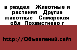  в раздел : Животные и растения » Другие животные . Самарская обл.,Похвистнево г.